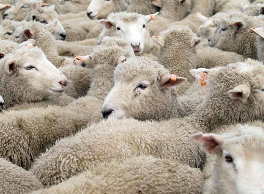 Carrfields - Carrfields Livestock introduce