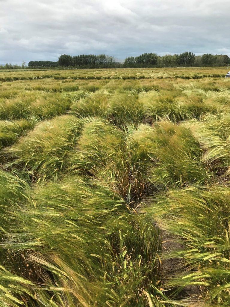 Carrfields - Discover your spring 2021 